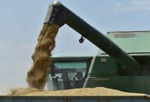 Фото - В России прогнозируют значительное увеличение экспорта зерновых