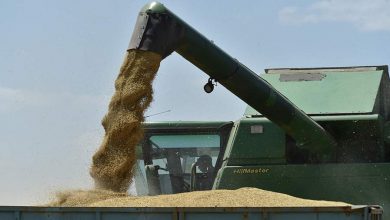 Фото - В России прогнозируют значительное увеличение экспорта зерновых